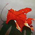 Oak Leaf 1