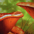 Shortcut to Mushrooms