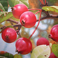 Spring Chokeberries