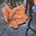 Floating Leaf